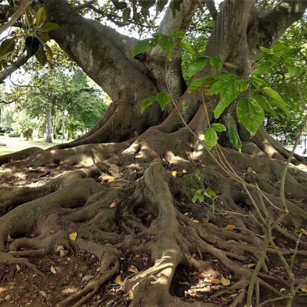 A espiritualidade fortalece a nossa essência-Espiritualidade-transformacao-caminho-da-cura-raiz-profunda.jpg