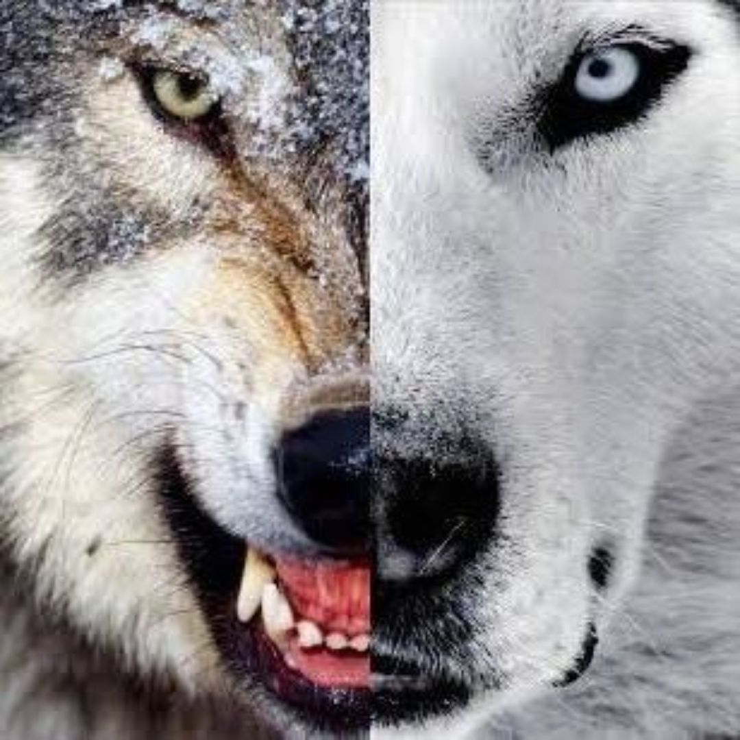 O Preço de Não Ser Quem Somos: Como o “Falso Eu” Destrói a Autenticidade