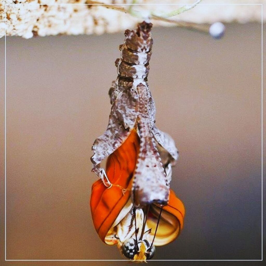 novo-eu-passa-pelo-autoconhecimento-transformação-cura-criança-interior-mudança-coração-oração-fé