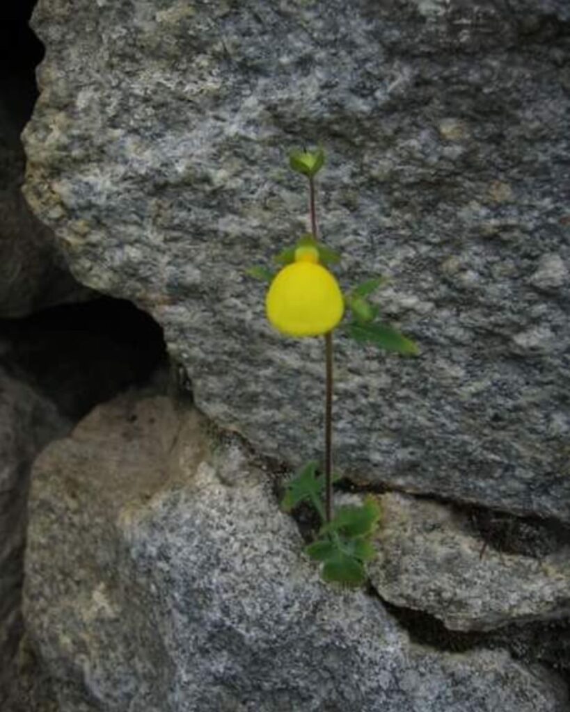 Transformação-não-acontece-forma-repentina-cura-criança-interior-mudança-acolhida-aceitação-perdão-autocompaixão-ressignificação-mudança-coração-fé-oração